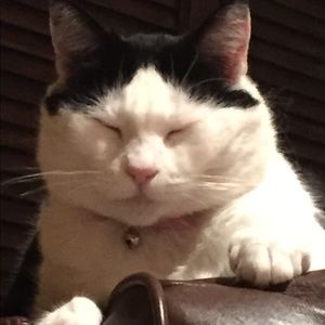 Meet your Posher, Sidney